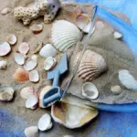 Cornice con conchiglie fai da te: come fissarle su una base di cartone