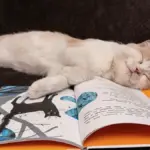 Fumetti per bambini di 6 anni: come scegliere tra lettura autonoma e condivisa