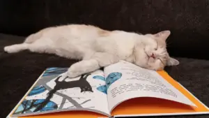 Fumetti per bambini di 6 anni: come scegliere tra lettura autonoma e condivisa