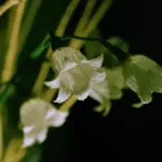 Fiori con i cartoni delle uova: come ritagliare e dipingere i petali