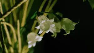 Fiori con i cartoni delle uova: come ritagliare e dipingere i petali